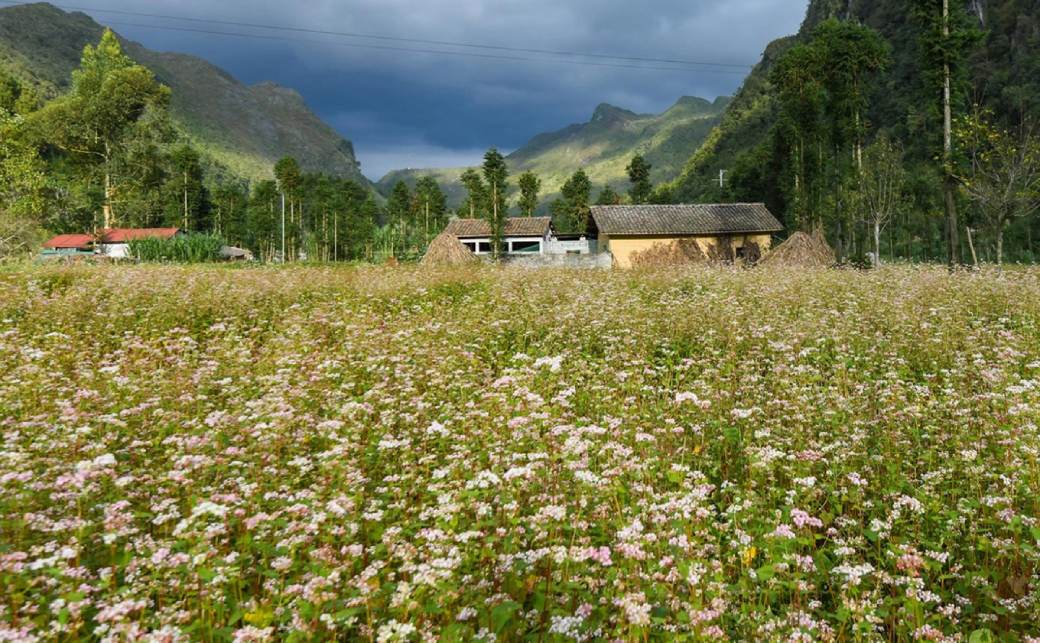 Buckwheat flowers in Sung La valley